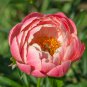 Breathtaking Semidouble Coral Charm Peony Tree Flower 10 Seeds