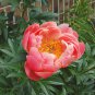 Breathtaking Semidouble Coral Charm Peony Tree Flower 10 Seeds