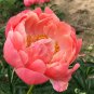 Breathtaking Semidouble Coral Charm Peony Tree Flower 10 Seeds