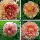 Dark Gold Light Red Kinkaku Tree Peony Flower 10 Seeds