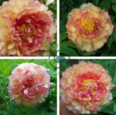 Dark Gold Light Red Kinkaku Tree Peony Flower 10 Seeds