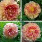 Dark Gold Light Red Kinkaku Tree Peony Flower 10 Seeds