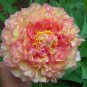 Dark Gold Light Red Kinkaku Tree Peony Flower 10 Seeds