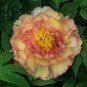 Dark Gold Light Red Kinkaku Tree Peony Flower 10 Seeds