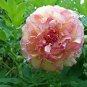 Dark Gold Light Red Kinkaku Tree Peony Flower 10 Seeds