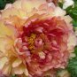 Dark Gold Light Red Kinkaku Tree Peony Flower 10 Seeds