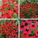 Rare 'Sprite' Fire Red Echinacea 200 Seeds