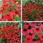 Rare 'Sprite' Fire Red Echinacea 200 Seeds