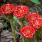Rare Red Carnation 'Red Up Lamp Bulb' Perennial Flower 60 Seeds