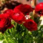 Rare Red Carnation 'Red Up Lamp Bulb' Perennial Flower 60 Seeds