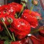 Rare Red Carnation 'Red Up Lamp Bulb' Perennial Flower 60 Seeds