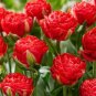 Rare Red Carnation 'Red Up Lamp Bulb' Perennial Flower 60 Seeds