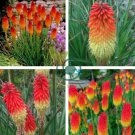 Kniphofia Flower Red Hot Pokers-Plants 200 Seeds