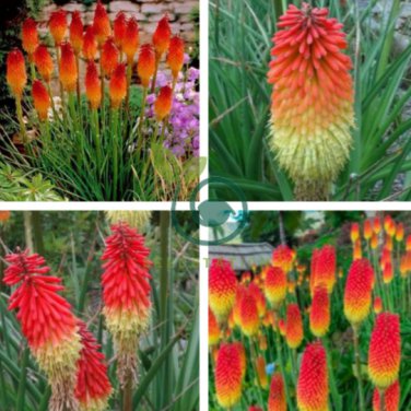 Kniphofia Flower Red Hot Pokers-Plants 200 Seeds