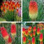 Kniphofia Flower Red Hot Pokers-Plants 200 Seeds