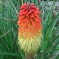 Kniphofia Flower Red Hot Pokers-Plants 200 Seeds