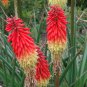 Kniphofia Flower Red Hot Pokers-Plants 200 Seeds