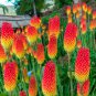 Kniphofia Flower Red Hot Pokers-Plants 200 Seeds