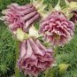 Rare Beautiful Purely Pink Aquilegia Columbine Flowers 100 Seeds