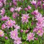 Rare Beautiful Purely Pink Aquilegia Columbine Flowers 100 Seeds