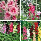 Perennial Colorful Corrugated Hollyhock 40 Seeds