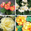 Begonia Semper Bonsai Flower 60 Seeds