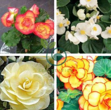 Begonia Semper Bonsai Flower 60 Seeds