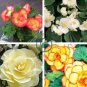 Begonia Semper Bonsai Flower 60 Seeds