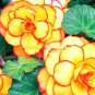 Begonia Semper Bonsai Flower 60 Seeds