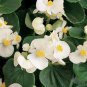 Begonia Semper Bonsai Flower 60 Seeds