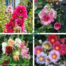 Mix Hollyhock Flowers Perennial Althaea Rose 80 Seeds