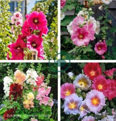 Mix Hollyhock Flowers Perennial Althaea Rose 80 Seeds