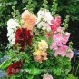 Mix Hollyhock Flowers Perennial Althaea Rose 80 Seeds