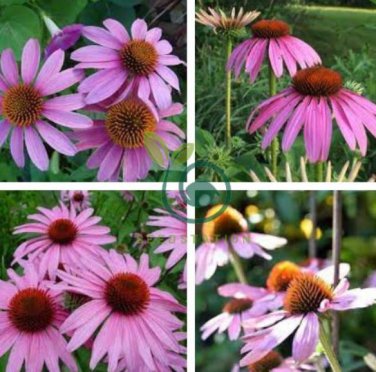 'Jiguan' Purple Echinacea Coneflower 200 Seeds