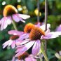 'Jiguan' Purple Echinacea Coneflower 200 Seeds