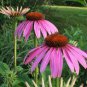 'Jiguan' Purple Echinacea Coneflower 200 Seeds