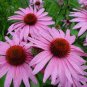 'Jiguan' Purple Echinacea Coneflower 200 Seeds