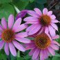 'Jiguan' Purple Echinacea Coneflower 200 Seeds
