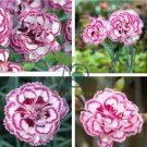 Dianthus 'Grans Favourite' Pinks Perennial Garden Plug Plants 400 Seeds