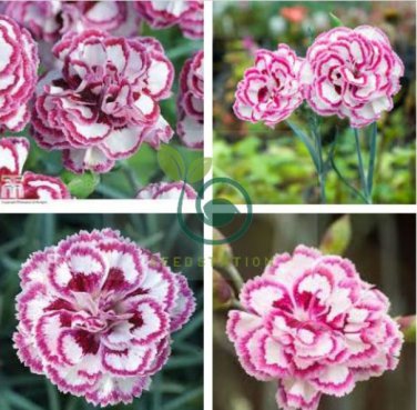 Dianthus 'Grans Favourite' Pinks Perennial Garden Plug Plants 400 Seeds