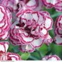 Dianthus 'Grans Favourite' Pinks Perennial Garden Plug Plants 400 Seeds