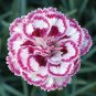 Dianthus 'Grans Favourite' Pinks Perennial Garden Plug Plants 400 Seeds