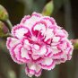 Dianthus 'Grans Favourite' Pinks Perennial Garden Plug Plants 400 Seeds
