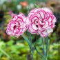 Dianthus 'Grans Favourite' Pinks Perennial Garden Plug Plants 400 Seeds