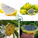 Heirloom Yellow Dragon Fruit Hybrid Pitaya 100 Seeds