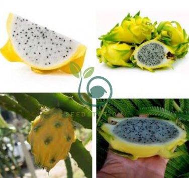 Heirloom Yellow Dragon Fruit Hybrid Pitaya 100 Seeds