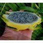 Heirloom Yellow Dragon Fruit Hybrid Pitaya 100 Seeds