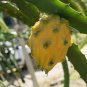 Heirloom Yellow Dragon Fruit Hybrid Pitaya 100 Seeds