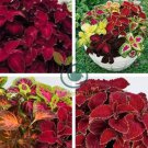 Rainbow Superfine Red Velvet Coleus Herbs 40 Seeds
