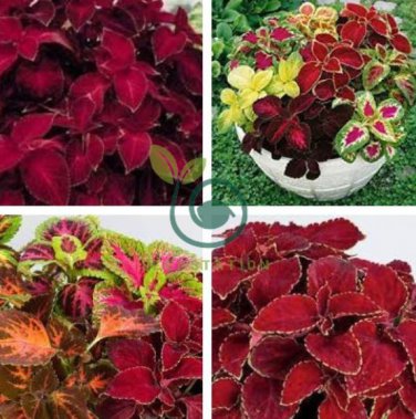 Rainbow Superfine Red Velvet Coleus Herbs 40 Seeds